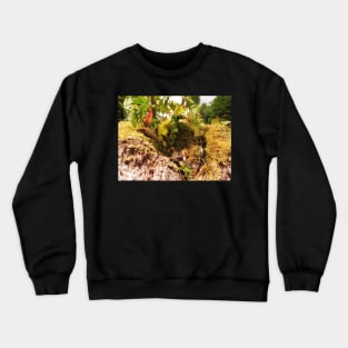 Pendle Fairy Garden Crewneck Sweatshirt